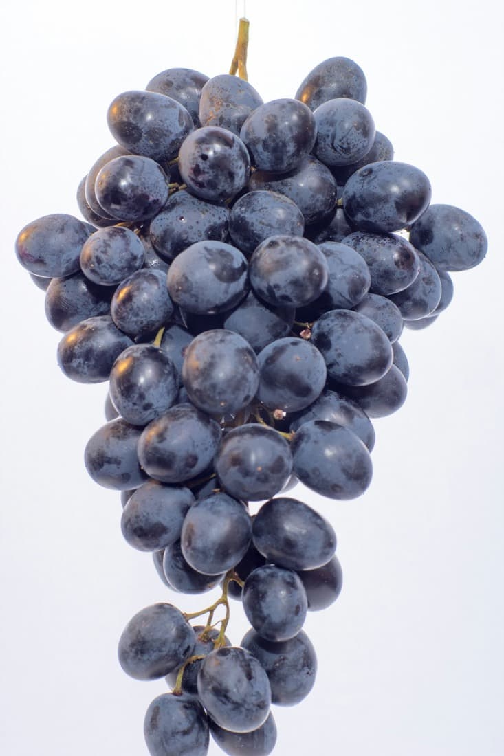Fresh Grapes — Sundarkhani • Black Seedless