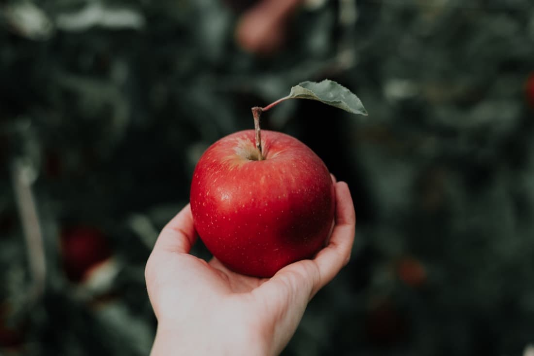 A fresh apple being hand-selected from the orchard