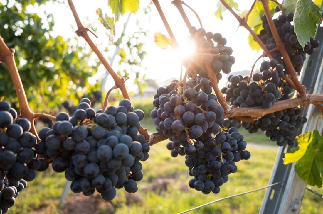 Grapes ripening on the vine at golden hour