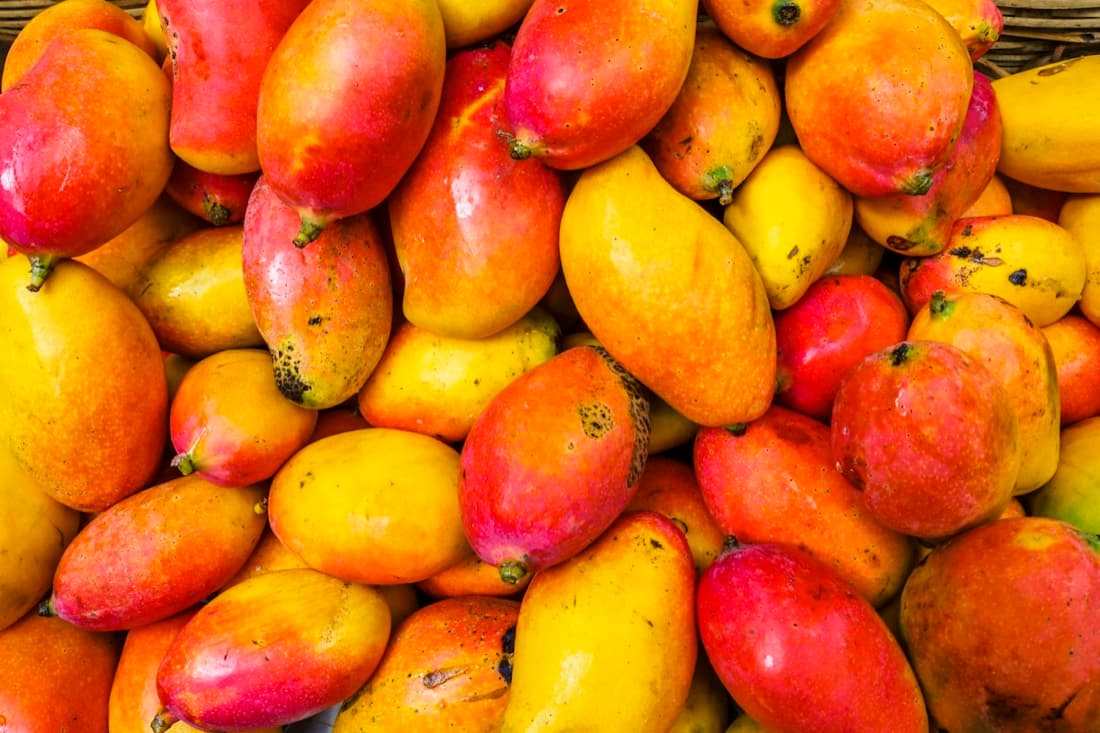 Fresh ripe mangoes packed for delivery