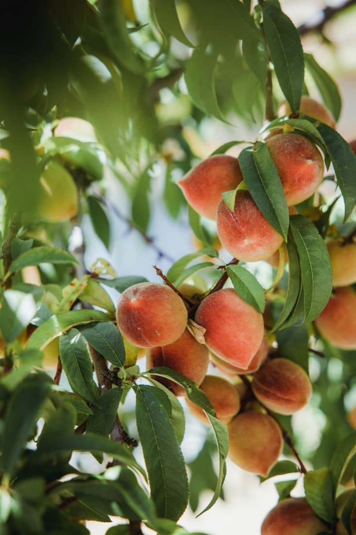 Peaches ripening in a Swat valley orchard